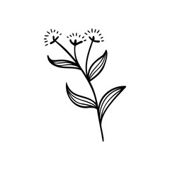 Drawing of Dandelion