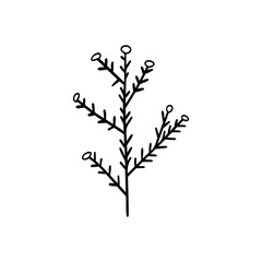 Drawing of Flower Branches