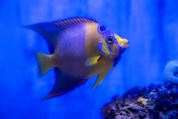 Nino fish and sea fish happy swimming