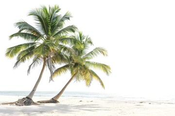 Obraz premium Realistic photograph of a complete Beaches,solid stark white background, focused lighting