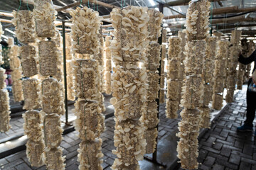 Chinese white fungus growing in a greenhouse for mushrooms.