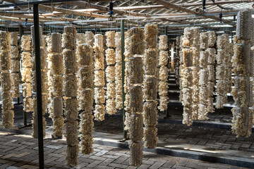Chinese white fungus growing in a greenhouse for mushrooms.