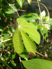 a finger-shaped green leafy plant with five branched leafy stems