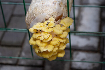 Yellow, golden mushroom growing in a greenhouse.