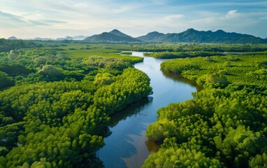An aerial view of a mangrove forest in the foreground and a river in the background shows green trees and a natural landscape of a wetland park.