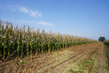 Maize plants growing vigorously in farmland, North China
