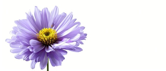 Aster flower with clean copyspace, isolated on white background