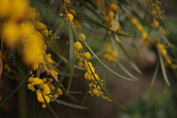 flowers in the forest