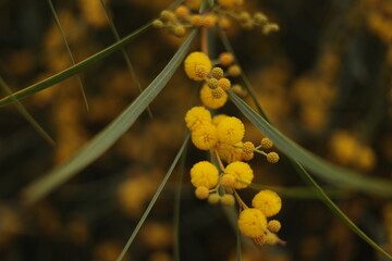 close up of yellow flower