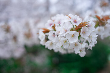 桜