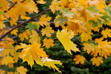 Fototapeta premium Vibrant yellow autumn leaves on tree branches with a green background, showcasing the beauty of fall foliage in nature.