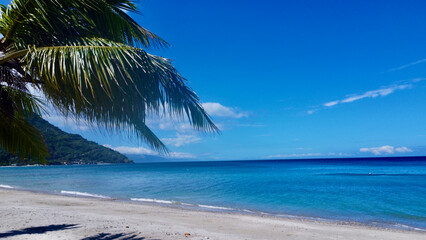 Tropical beach overlooking the sea. Palm tree branches hang over the sandy beach against the...