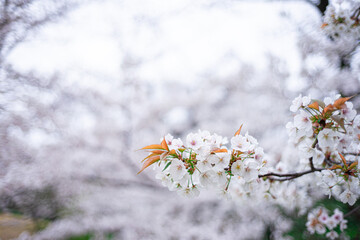 桜