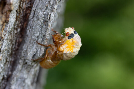 Newly emerged periodical cicada of the Brood XIII 2024 emergence in the Chicago suburbs in Illinois.