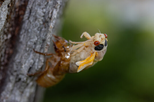 Newly emerged periodical cicada of the Brood XIII 2024 emergence in the Chicago suburbs in Illinois.