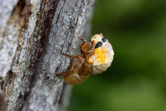 Newly emerged periodical cicada of the Brood XIII 2024 emergence in the Chicago suburbs in Illinois.
