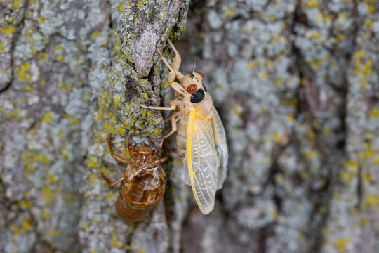 Newly emerged periodical cicada of the Brood XIII 2024 emergence in the Chicago suburbs in Illinois.