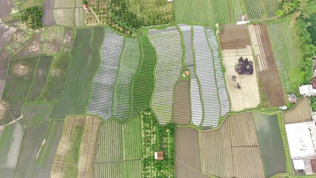 View of rice fields from above, Garut, West Java