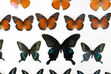 specimens of the beautiful butterfly on white background.