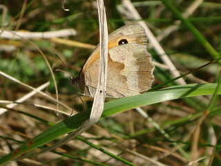 The meadow brown (Maniola jurtina) butterfly resting in dry grass