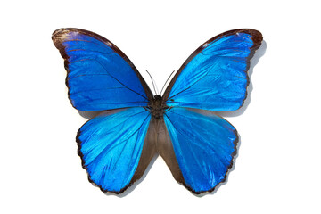 Blue butterfly, Morpho menelaus, isolated on white background.