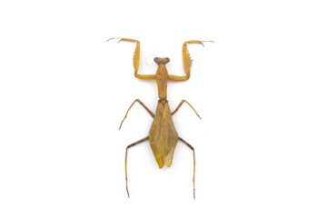 mantis yellow isolated on white background. 