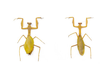 two mantises yellow isolated on white background. 