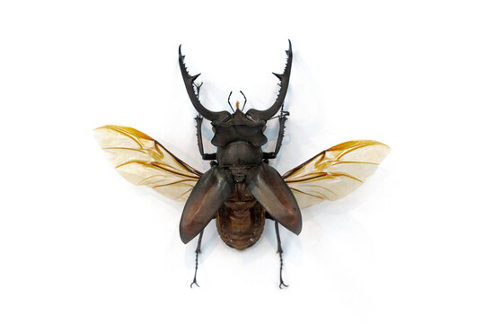 giant stag beelte with spread wings hexarthrius parryi isolated on white background.