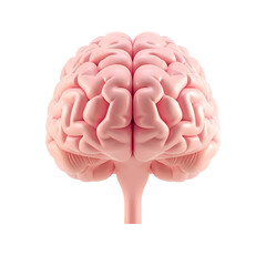 3d front view of human brain on transparent background