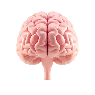3d front view of human brain on transparent background