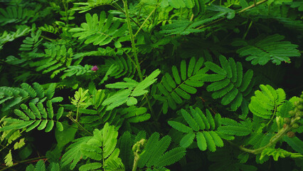 The Putri Malu plant or Mimosa pudica L, a short shrub, has green leaves and closes it self when touched