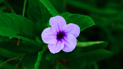 close up of beautiful purple flower wild plants in tropics