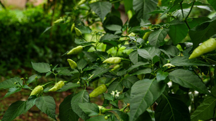 reen chili plants in tropical areas that are bearing fruit