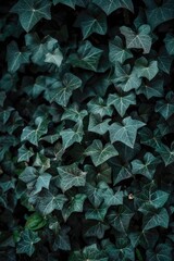 A realistic photography of a detail of Dark green background.