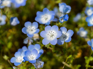 ネモフィラの花のクローズアップ