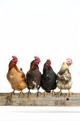 Group of chickens roosting on a wooden with white background