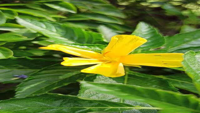 tunera flower