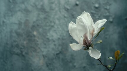 A simple yet elegant composition featuring a lone magnolia in bloom.