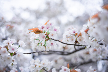 桜