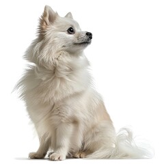 white Pomeranian, looking sideways and diagonally forward, full body, white background