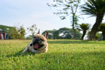 Lying french bulldog on grass field.