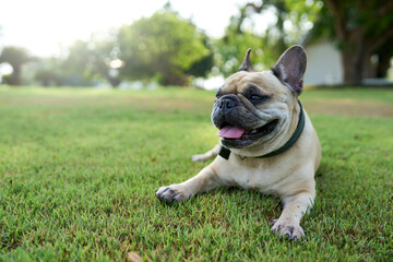 french bulldog on the grass.