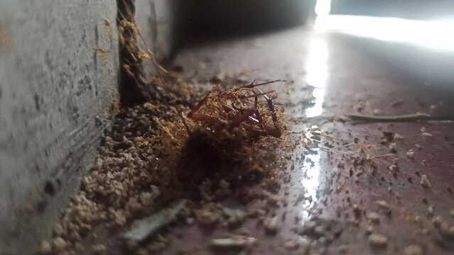 Red ants carry cockroach carcasses
