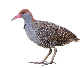 beautiful grey chest with banded wings fully standing isolated on white bacground, slaty-breasted rail