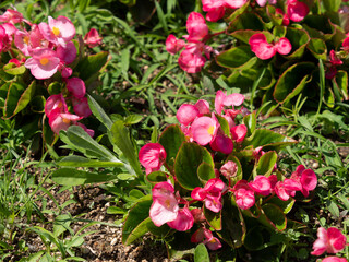 鮮やかな赤色のベゴニア