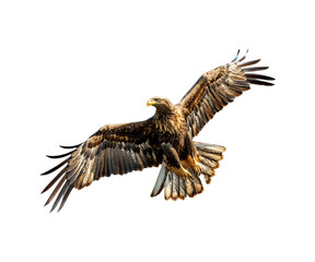 Obraz premium eagle in the sky