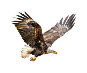 Fototapeta premium american bald eagle
