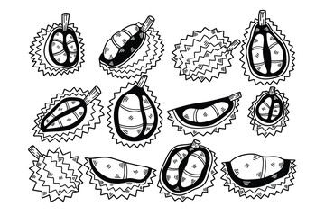 hand drawn delicious durian illustration in line style
