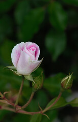 Rose Bud