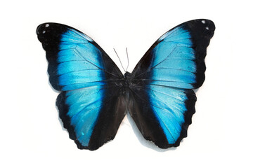 Blue and black butterfly, morpho deidamia, isolated on white background.